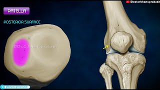 Patella Anatomy Animation [upl. by Funk]