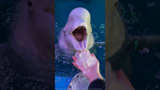 डॉल्फिन बर्फ क्यों खाती है Dolphin eating ice shortvideo [upl. by Oneg]