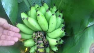 How to tell when to harvest bananas [upl. by Desmund]