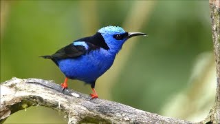 Redlegged Honeycreeper [upl. by Acirred]