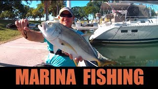 Fishing Saltwater Marinas Catching Big Fish on Live Bait Near Boat Docks [upl. by Gualtiero]