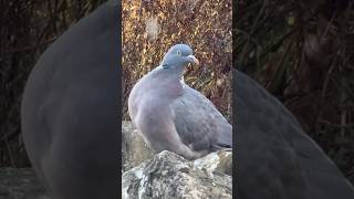 Hoppy The Wood Pigeon In His Favourite Place [upl. by Eiffe528]