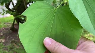 Bauhinia Variegata tree Orchid Tree [upl. by Trisa]