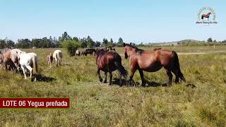 LOTE 06 YEGUA PREÑADA [upl. by Aifos]