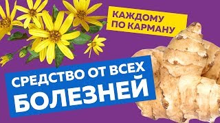 Топинамбур  Чудо средство от всех болезней о котором пора узнать всем Топинамбур польза [upl. by Anyal153]