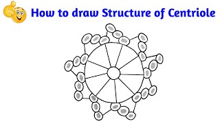 how to draw structure of Centriole  how to draw centrioles [upl. by Botti]