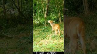 The Muntjac  Trail Camera Wildlife  Garden Watch Burton Joyce [upl. by Yuk]