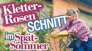 ROSEN verwelkte Blüten schneiden im Sommer  Kletterrosen schneiden  Triebe anbinden 🌞 [upl. by Walt]