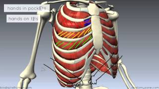 Muscles of the Thoracic Wall  3D Anatomy Tutorial [upl. by Silma426]