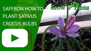 Saffron How to plant Sativus crocus bulbs [upl. by Inaej]