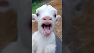 Talking goat and cat viralvideo funny [upl. by Tarrsus]