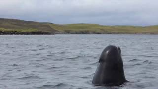 Lost pilot whale in Vidlin Voe [upl. by Sontag]