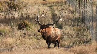 Estes Park Colorado  A Jaw dropping experience [upl. by Hbaruas]