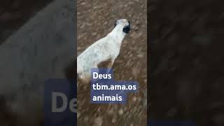 Os animais tbm são criaturas de Deus [upl. by Asinet]