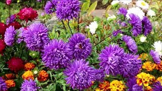 How to Grow Asters from Seed [upl. by Bohman]