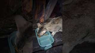 kucing makan whiskas kucing anabul cat kucinglucu kucingkampung [upl. by Miksen]