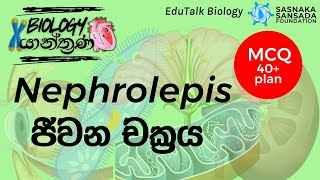 Nephrolepis ජීවන චක්‍රය  Nephrolepis Life Cycle  EduTalk Biology [upl. by Orodisi947]