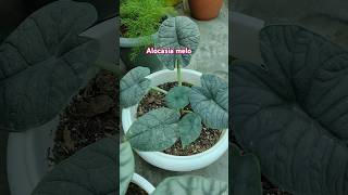 Alocasia meloRugosa trending viralvideo shorts garden youtubeshorts [upl. by Hajar]