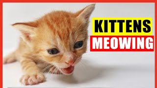 Kittens Meowing High Quality Kitten Meowing Sounds to Find Your Cat Cute Kittens Meowing Loudly [upl. by Atilegna]