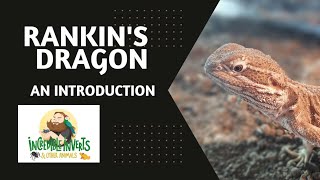 Rankins dragon  An Introduction  reptiles dragon lizard [upl. by Landel]