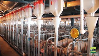 PIG FARMINGCHINAS MODERN PIG FARM WITH FULLY AUTOMATED LIQUID FEEDING SYSTEM  GREAT FARM [upl. by Fenella]