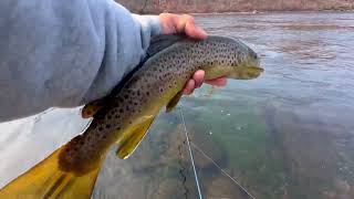 Slaying Fall Brown Trout With Jerk Bait  LEHIGH RIVER FISHING  11  3  2024 [upl. by Cross]