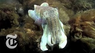 Cuttlefish Camouflage  The New York Times [upl. by Chapel]