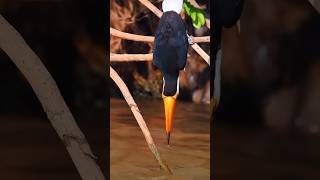 Toucans Beak regulate temperature toucans bird birds wildlife animals nature life forest [upl. by Furnary]