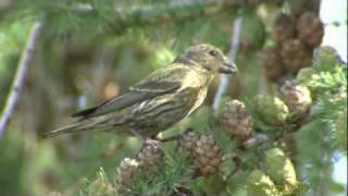 MINDRE KORSNÄBB Common Crossbill Loxia curvirostra Klipp  412 [upl. by Niuqauj]