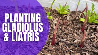 🌸 Planting Gladiolus amp Liatris Bulbs  How To Plant Bulbs  Planting Spring Bulbs [upl. by Ailegnave]