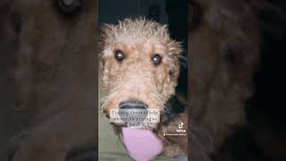 Omen in training airedale servicedog intraining dogtraining love [upl. by Bibeau]