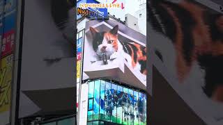 新宿東口の猫最萌3D巨貓Shinjuku Cat [upl. by Vinita534]