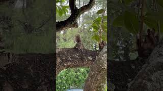 Squirrel Went Berzerk squirrel squirrels music [upl. by Dode]