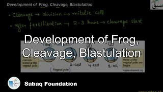 Development of Frog Cleavage Basculation Biology Lecture  Sabaqpk [upl. by Akiehsat174]