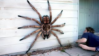 20 Biggest Spiders in the World [upl. by Nofets]