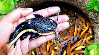 WowCatching Strange Fish In Giant Surprise Colorful koi Kim Kim Fish Three Tailed Fish Catfish561 [upl. by Danczyk]