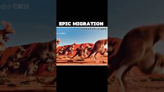 Epic migration 😲Animated movie shorts shortvideo movieexplained [upl. by Haleemak]