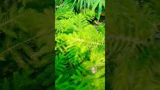 Araucaria plant 🪴 How to grow Plant [upl. by Oakman113]