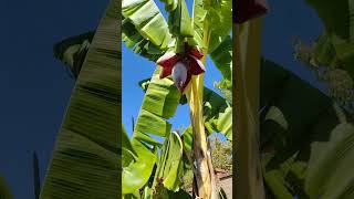 Blossoming Beauty The Stunning Cavendish Banana Plant Flower [upl. by Lightfoot]