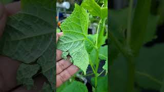 Pest attack in cucumber plants [upl. by Gibert]