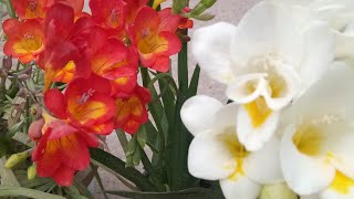 How To Store Freesia Bulbs For Next Season  Terrace Gardening Tips  viral nature peace flowers [upl. by Annaujat]