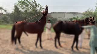 Horse meets each other first time [upl. by Khano]