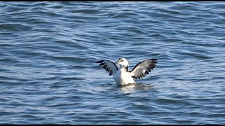 Black guillemot 2cy  Zwarte zeekoet 2kj [upl. by Lyons]