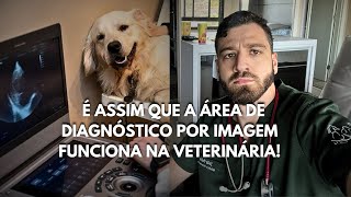 Como funciona a área de diagnóstico por imagem na Medicina Veterinária [upl. by Yerhpmuh]