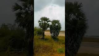 Elephant Pass Saltern in Sri Lanka travellvideo alimankada shortsvideo [upl. by Rizzi]