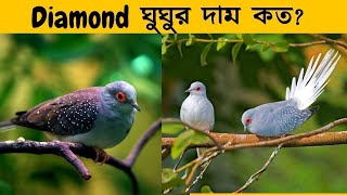 Diamond Dove এর দাম কত ঘুঘু পাখির দাম Diamond dove price in Bangladesh পোষা প্রানি Pet animal [upl. by Eylrahc]