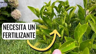 CÓMO FERTILIZAR UN CÍTRICO mejor fertilizantes caseros o comerciales  en20metros [upl. by Stempson]