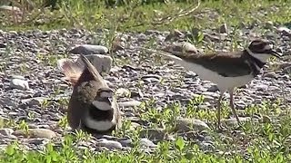 Killdeer Building Nest Charadrius vociferus [upl. by Maryly]