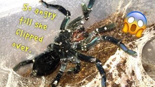 WATERING my TARANTULAS quotPart 3quot [upl. by Rangel]