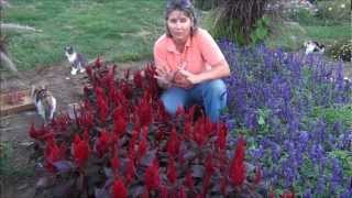 Ep 317 Free Seed Saving Celosia Seed Giveaway 2013 [upl. by Nomaid990]